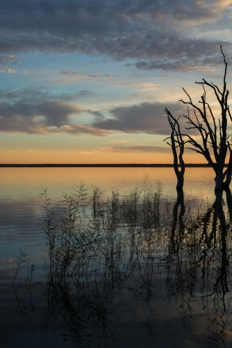 Silhouette trees on lake river at sunrise