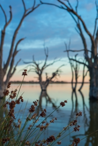 Silhouette trees on lake river at sunrise - Australian Stock Image