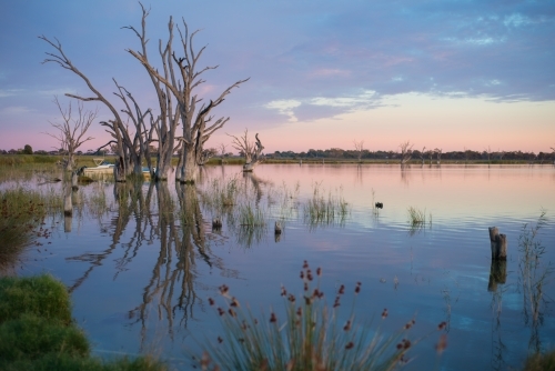 Silhouette trees on lake river at sunrise - Australian Stock Image