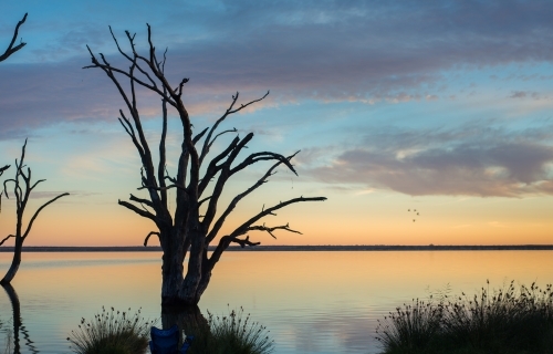 Silhouette trees on lake river at sunrise - Australian Stock Image