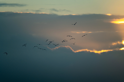 Silhouetted birds flying across colourful sunset sky - Australian Stock Image