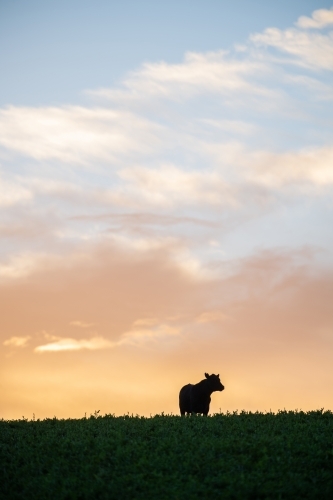 Silhouetted cow on hilltop at dawn - Australian Stock Image
