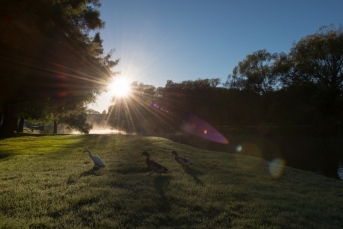 Silhouetted ducks walking over misty grass with sun flare - Australian Stock Image