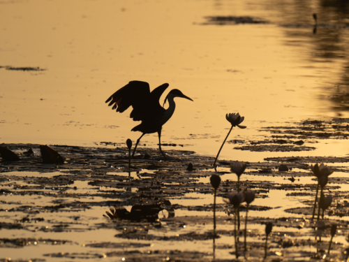 Silhouetted heron standing and spreading wings across a sunset wetland - Australian Stock Image