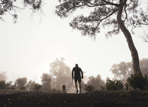 Silhouetted Man walking dog On lead through bushland in morning mist - Australian Stock Image