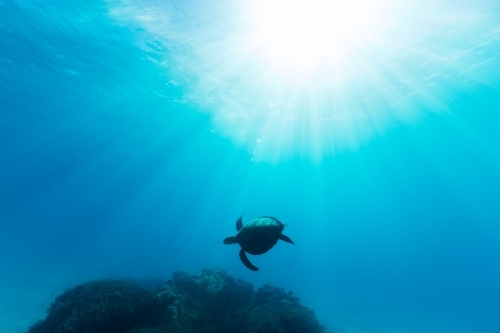 Silhouetted sea turtle illuminated by beautiful ethereal sun light on the Great Barrier Reef - Australian Stock Image