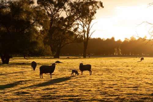 Silhouettes of sheep and lambs at sunrise - Australian Stock Image