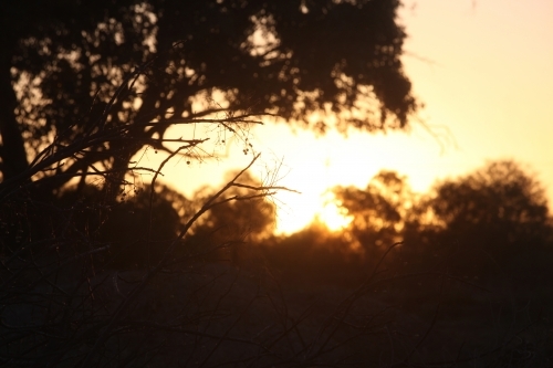 Silhouettes of twigs and trees against a golden hour outback sunset