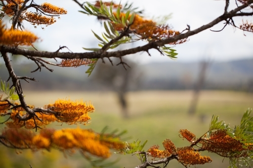 Silky Oak tree in flower - Australian Stock Image