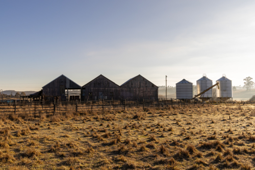 Silos and sheds on Aussie farm paddock in early morning light - Australian Stock Image