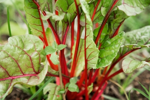 Silver beet plant - Australian Stock Image