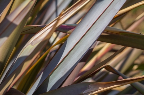 Silver flax leaves in sun
