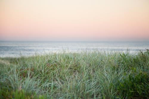 Silver grass covers the sand dunes near the ocean