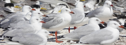Silver Gull - Australian Stock Image