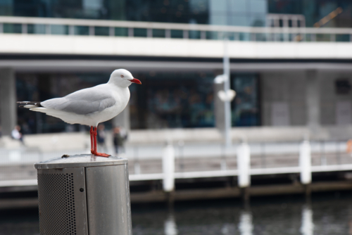 Silver Gull on a post in Darling Harbour with out of focus background - Australian Stock Image