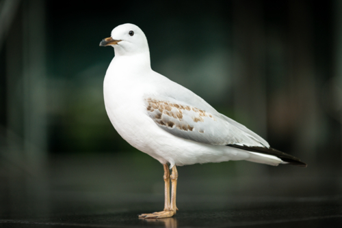 Silver gull standing alert on a dark surface - Australian Stock Image