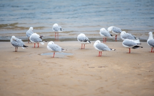 Silver Gulls with their beaks buried - Australian Stock Image