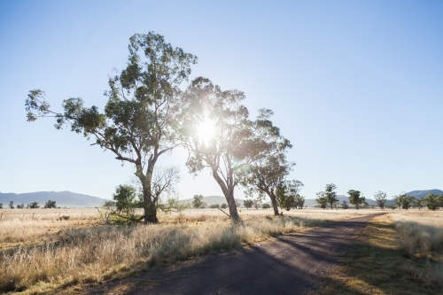 Silver sun shining through trees beside gravel road - Australian Stock Image