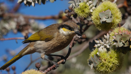 Singing Honeyeater feeding on Eucalyptus blossoms - Australian Stock Image