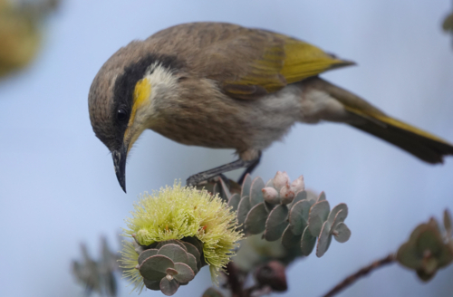 Singing Honeyeater feeding on Eucalyptus blossoms - Australian Stock Image