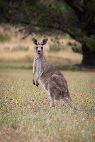 Single Australian kangaroo standing in grass field - Australian Stock Image