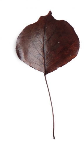 Single autumn leaf on blank background - Australian Stock Image