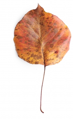 Single autumn leaf on blank background