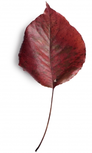 Single autumn leaf on blank background - Australian Stock Image