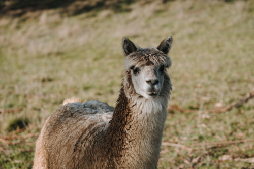 Single brown alpaca with grass background - Australian Stock Image