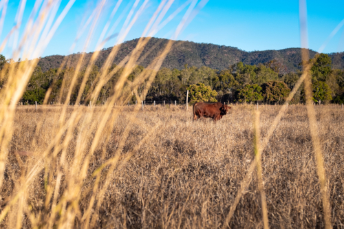 Single brown bull standing in a dry, golden field - Australian Stock Image