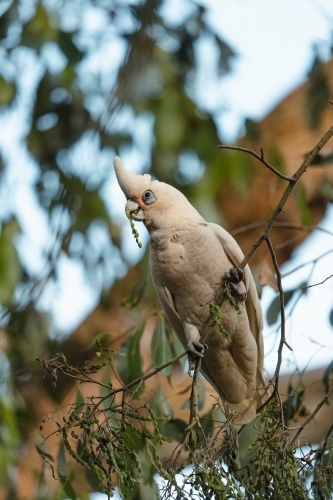 Single corella perched on branch - Australian Stock Image