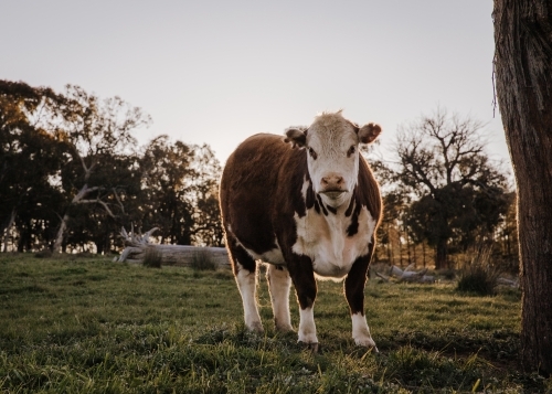 Single cow during late afternoon looking down at camera - Australian Stock Image