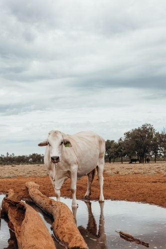 Single cow standing beside puddle in outback paddock - Australian Stock Image