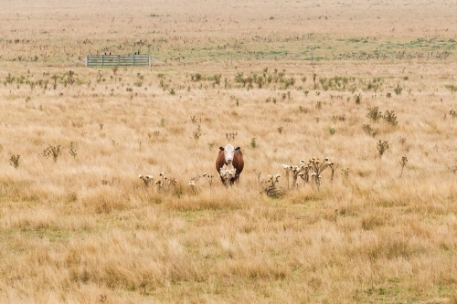 Single cow standing in a dry empty paddock - Australian Stock Image