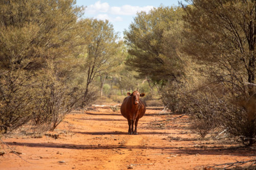 Single cow standing on the cattle pad in the middle of a station road lined with mulga trees - Australian Stock Image