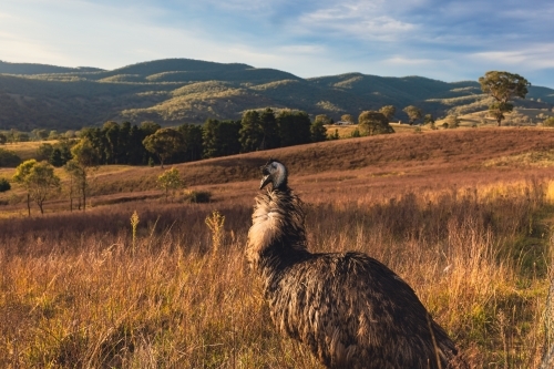 Single emu standing in rural landscape at sunset - Australian Stock Image
