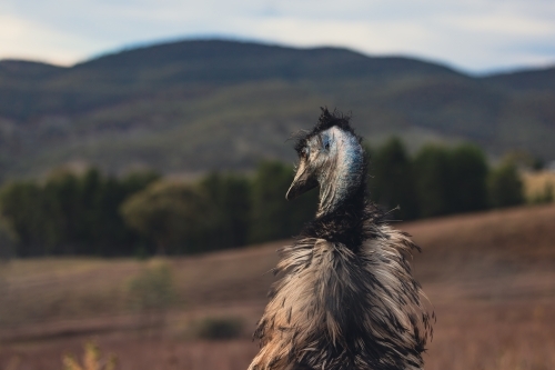 Single emu standing in rural landscape at sunset - Australian Stock Image