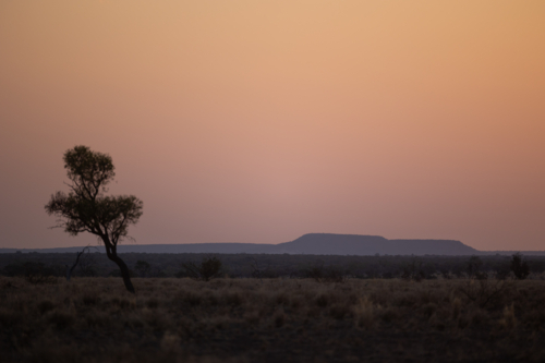 Single Eucalyptus tree standing in the middle of dry land at sunset - Australian Stock Image