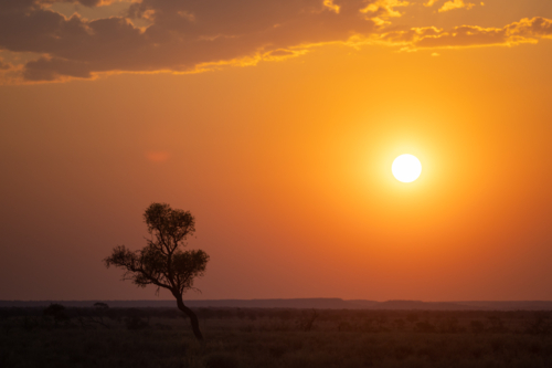 Single Eucalyptus tree standing in the middle of dry land at sunset - Australian Stock Image