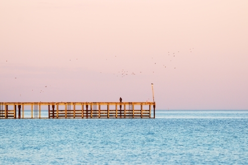 Single fisherman on jetty with birds flying off - Australian Stock Image