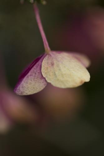 Single flower of a oak leaf hydrangea (hydrangea quercifolia)