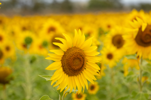 Single foreground Sunflower in field of sunflowers - Australian Stock Image