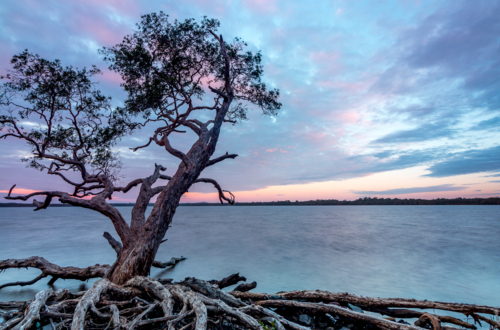 Single forked tree on lake's edge with dramatic pastel sky and smooth water - Australian Stock Image