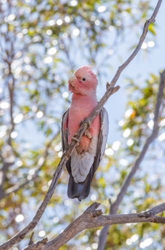 Single galah sitting in a eucalyptus tree against the blue sky day. - Australian Stock Image