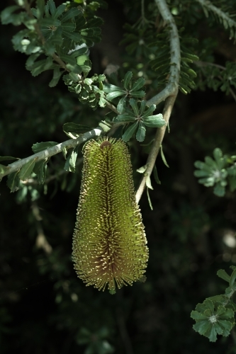Single Green Banksia Flower on Tree in afternoon light - Australian Stock Image