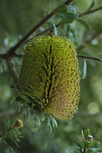 Single Green Banksia Flower on Tree in garden