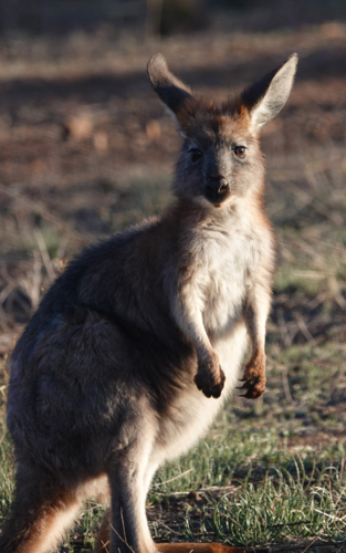 Single grey kangaroo in grassland - Australian Stock Image