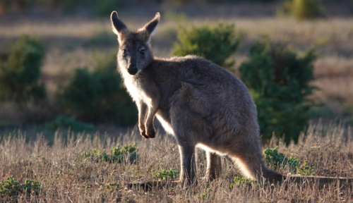 Single grey kangaroo in grassland - Australian Stock Image