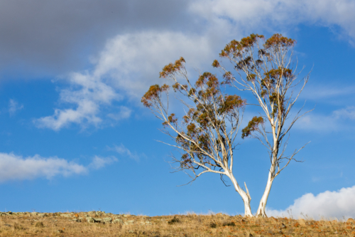 Single gum tree against blue sky - Australian Stock Image
