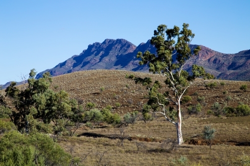 Single gum tree with ranges in background, horizontal